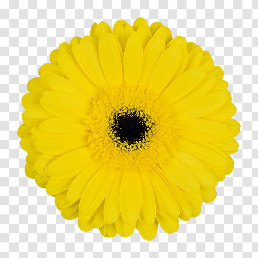 Transvaal Daisy Cut Flowers Common Sunflower Chrysanthemum - Flower Transparent PNG