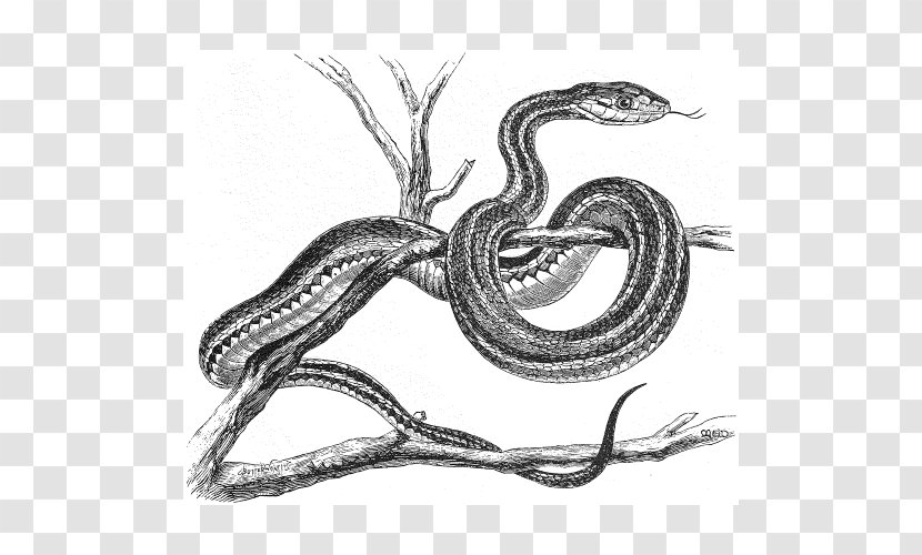 Serpent Vipers Snakes /m/02csf Drawing - Fauna - Animated Snake Transparent PNG