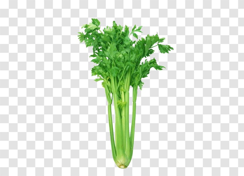 Celeriac Leaf Celery Organic Food Vegetable Health - Flowerpot - Vegetables Picture Sketch,celery Transparent PNG
