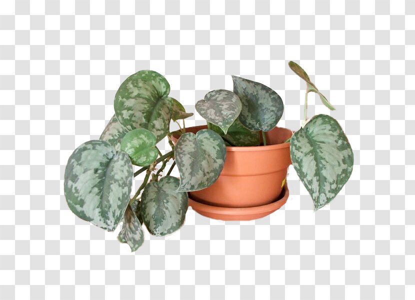Devil's Ivy Philodendron Plants Leaf Garden - Actinidia Polygama Transparent PNG