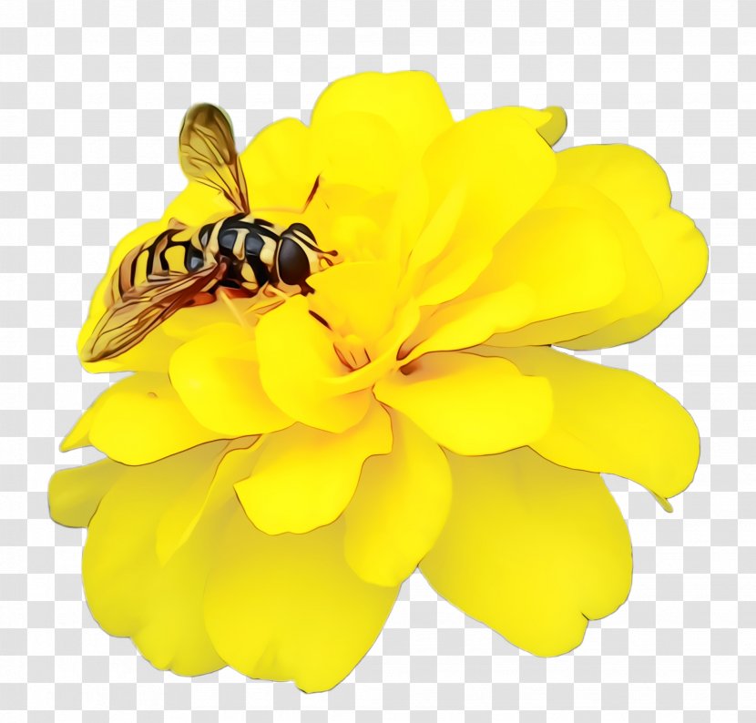 Marigold Flower - Hoverfly - Fly Transparent PNG