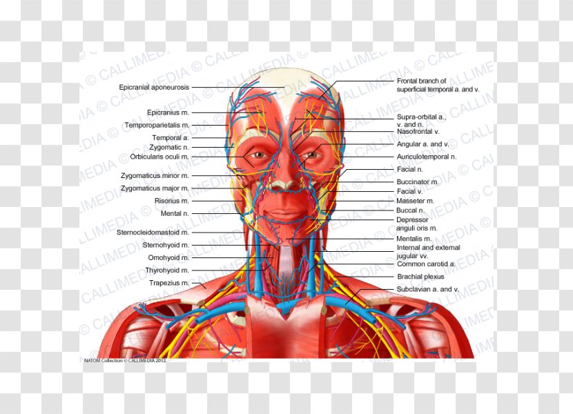 Anterior Triangle Of The Neck Head And Anatomy Blood Vessel Human Body - Cartoon - Bloodstain Transparent PNG