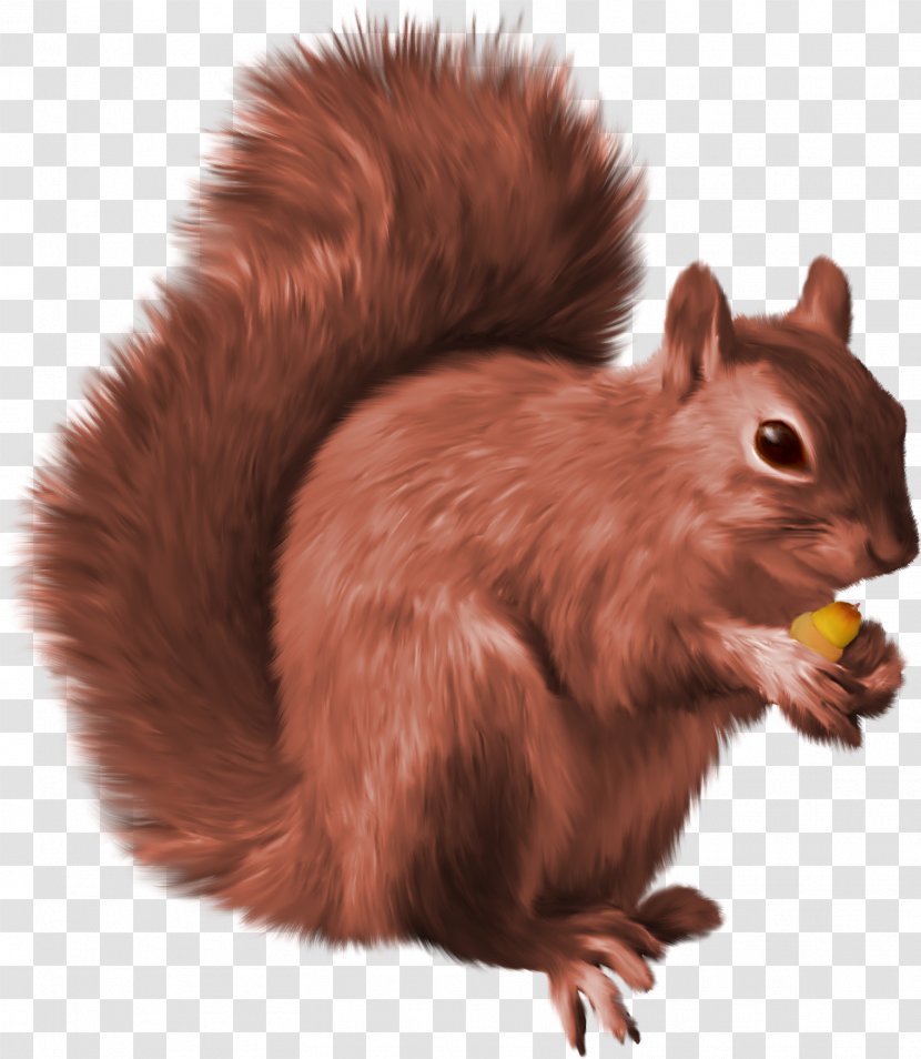 Squirrel Clip Art - Fur Transparent PNG