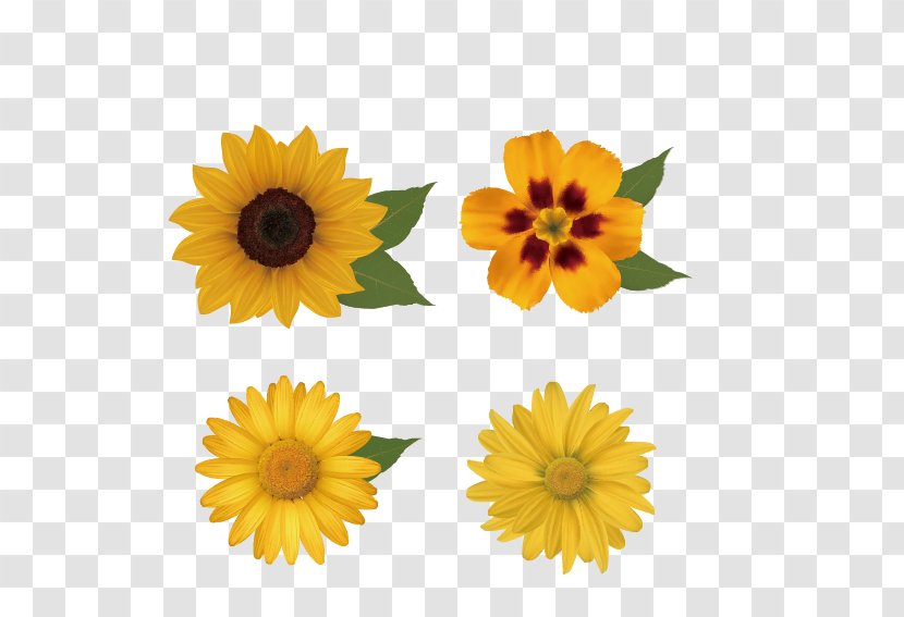 Flower Floral Design Royalty-free Clip Art - Gerbera - Sunflower Transparent PNG