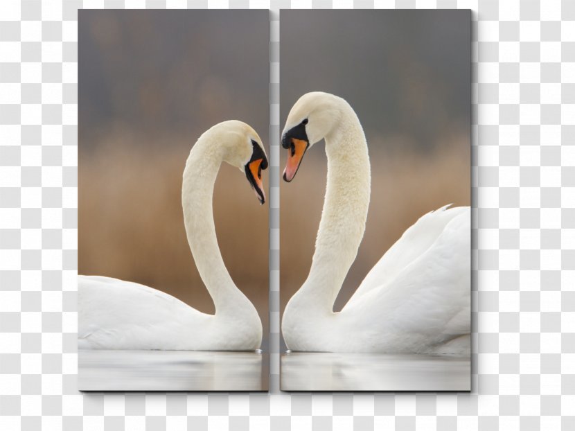 Cygnini Bird Love Life Monogamy - Swan Transparent PNG