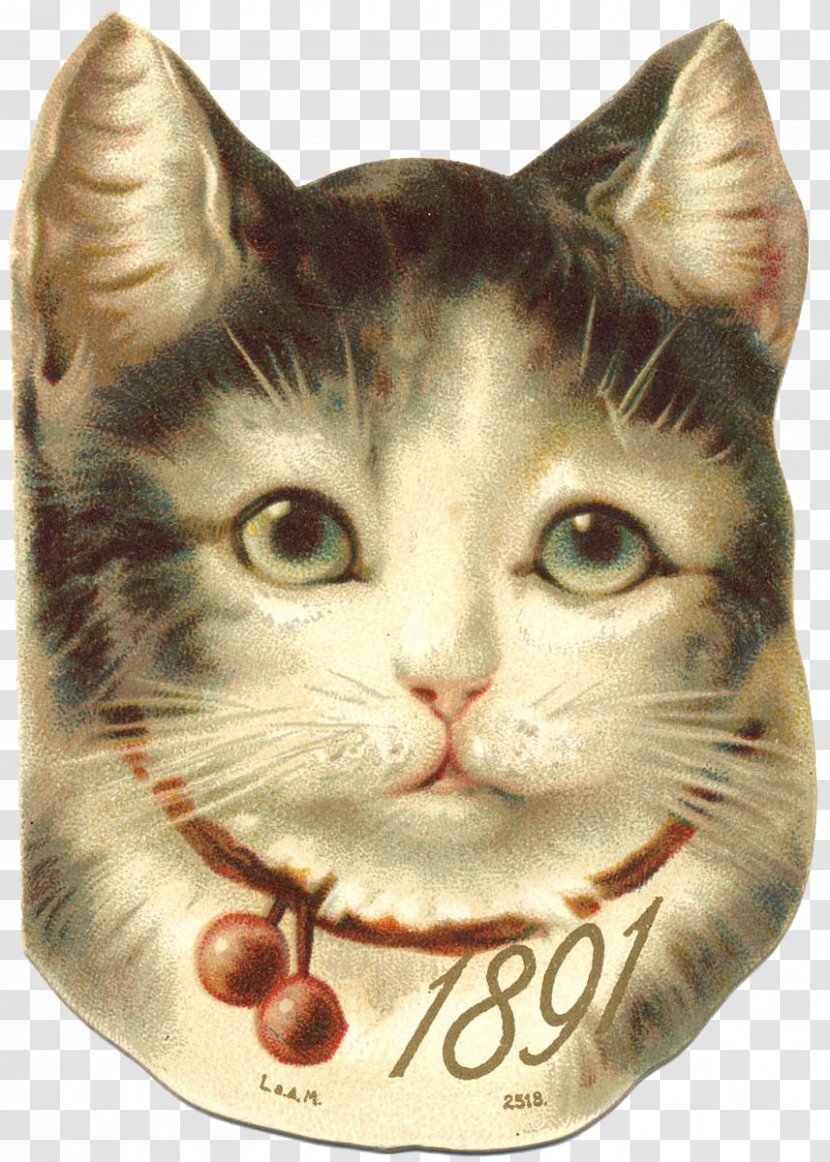 Kitten Whiskers European Shorthair Domestic Short-haired Cat Tabby Transparent PNG
