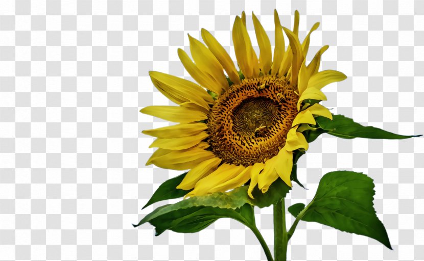 Flowers Background - Common Sunflower - Wildflower Cuisine Transparent PNG