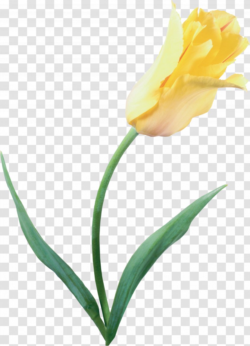 The Tulip: Story Of A Flower That Has Made Men Mad Yellow Tulipa Clusiana - Blume - Tulip Transparent PNG