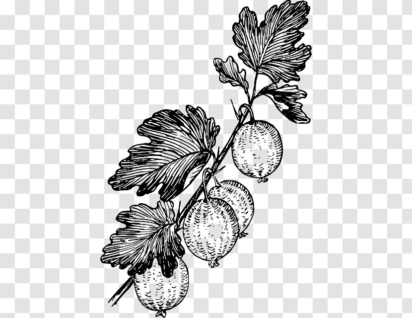 Grape Gooseberry Drawing Clip Art - Tree - Fruit Plant Transparent PNG