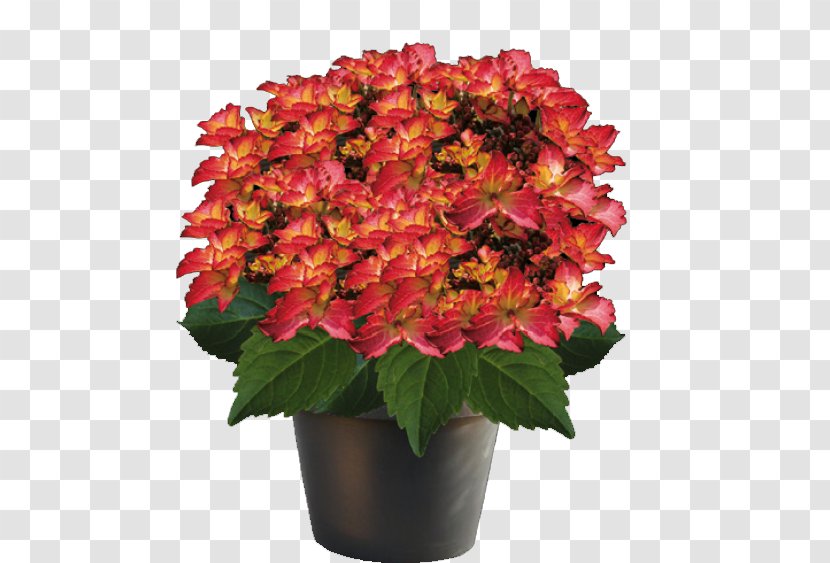 Cut Flowers French Hydrangea Plant Flowerpot Transparent PNG