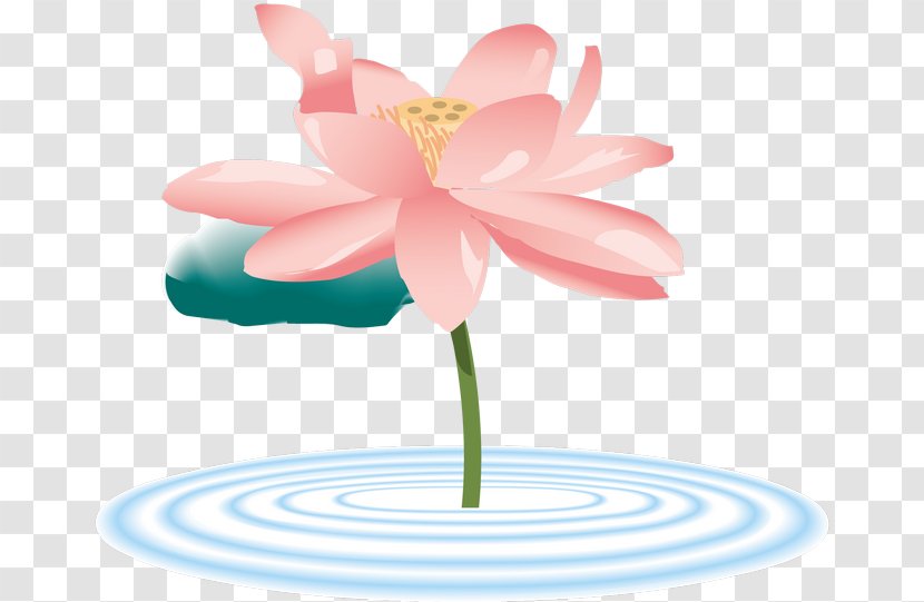 Nelumbo Nucifera Mind Funeral Directors フォトライブラリー ストックフォト Royalty-free - Petal Transparent PNG