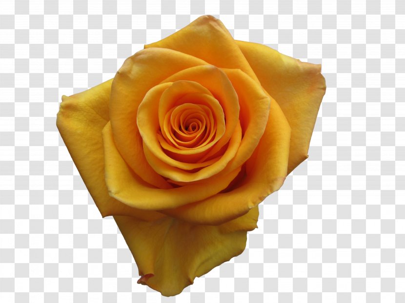 Garden Roses Floristry Cut Flowers - Peach - Rose Transparent PNG