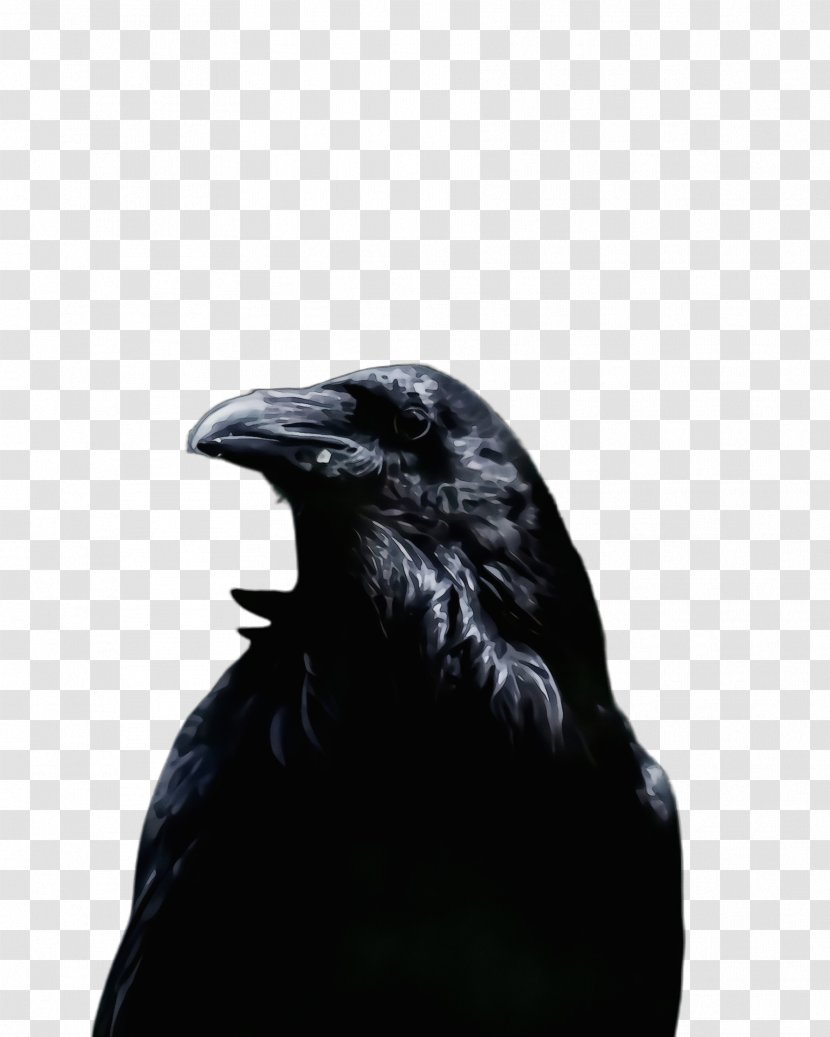 Feather - Crow - Perching Bird Neck Transparent PNG