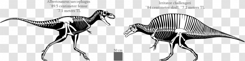 Albertosaurus Spinosaurus Irritator Gorgosaurus Baryonyx - Carnotaurus - Dinosaur Transparent PNG