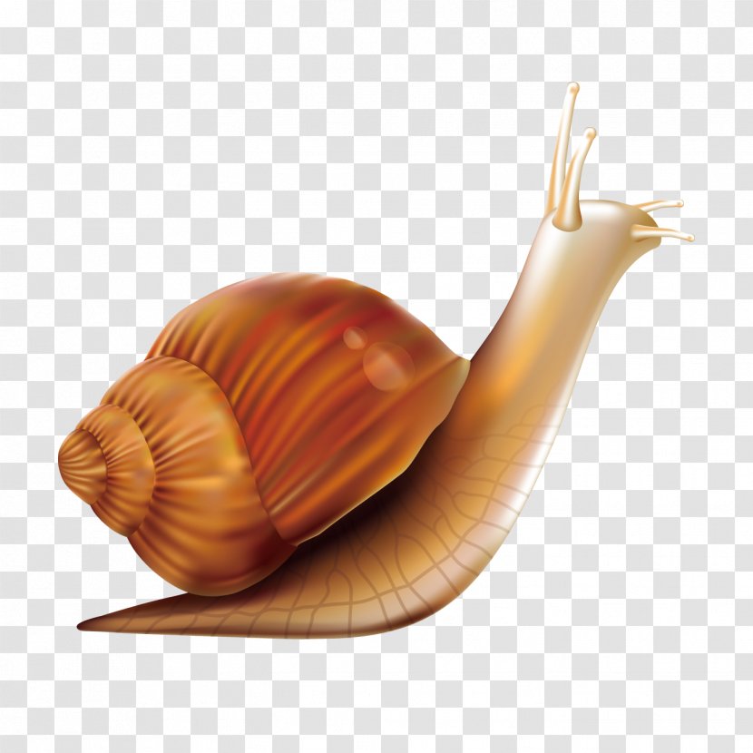 Snail Orthogastropoda - Pixel - Mouse Painted Vector Material Transparent PNG