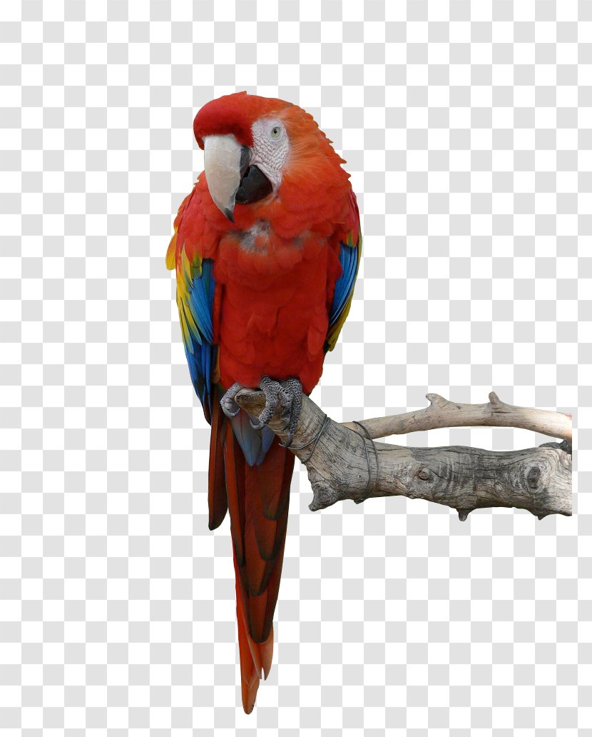 Parrot Blue-and-yellow Macaw Bird - Hd Transparent PNG