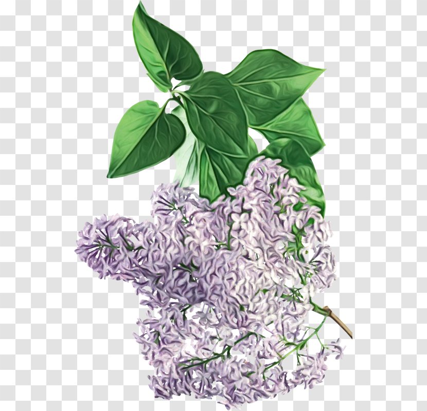 Leaf Lilac Plant Flower - Anthurium - Basil Transparent PNG