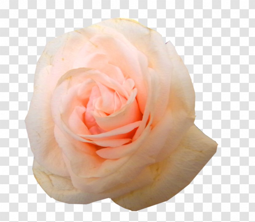 Garden Roses Cabbage Rose Cut Flowers Petal - Pink - Floyd Transparent PNG