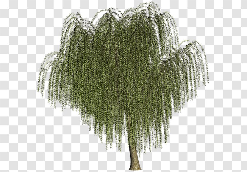 Tree Willow Branch Clip Art Transparent PNG