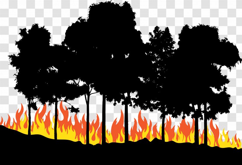 Fire Euclidean Vector - Forest - In The Woods Transparent PNG