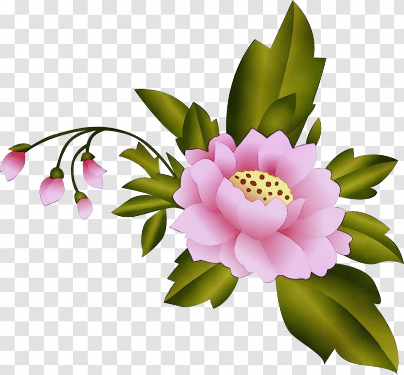 Flower Flowering Plant Petal Pink - Peony - Camellia Sasanqua Transparent PNG