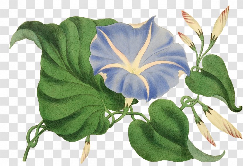 Flower Plant Rose - Catkin - Blue Transparent PNG