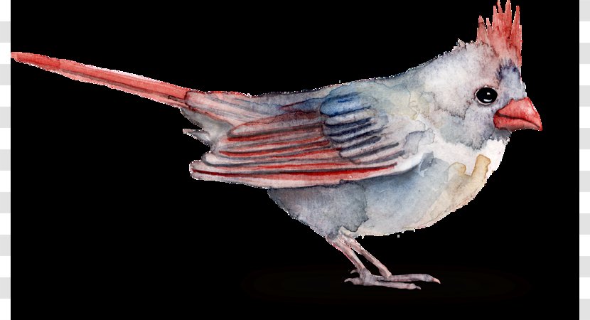 Bird Northern Cardinal Perching Beak - Tail Songbird Transparent PNG