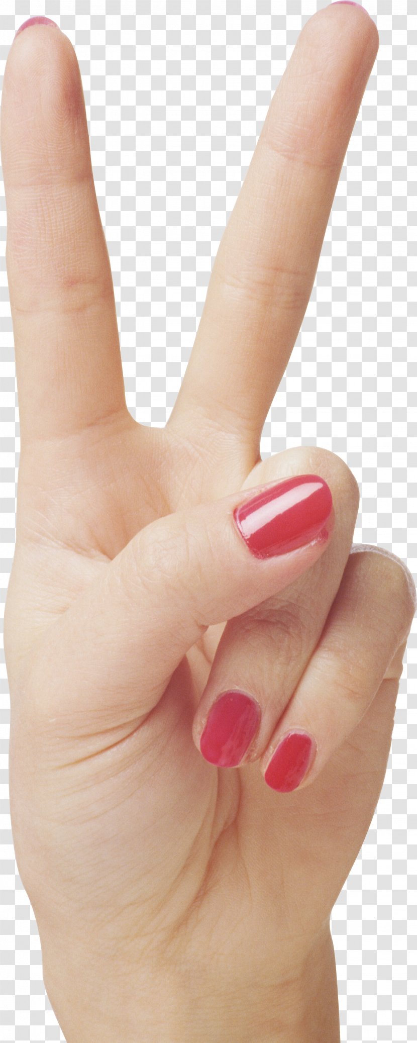 Hand V Sign Gesture - Model - Hands , Image Free Transparent PNG