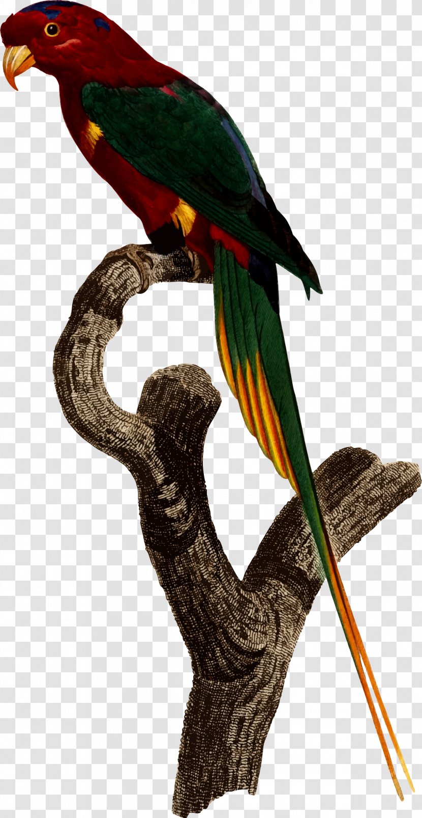 Superb Parrot Bird Parakeet Macaw Transparent PNG