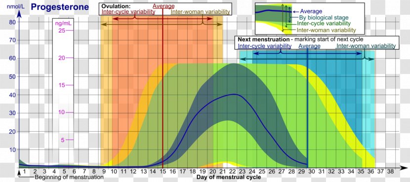 Menstrual Cycle Progesterone Menstruation Estrogen Luteal Phase Transparent PNG