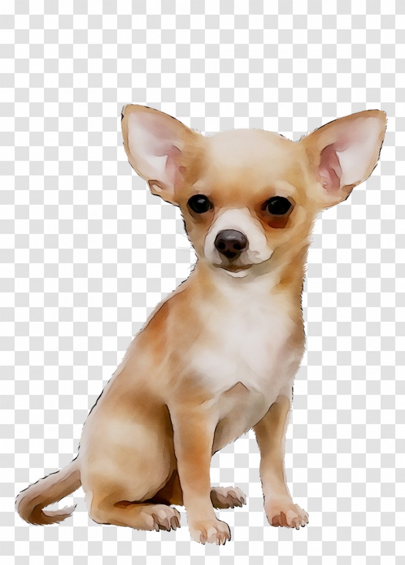 Corgi-Chihuahua Russkiy Toy Dog Breed Puppy - Pembroke Welsh Corgi Transparent PNG