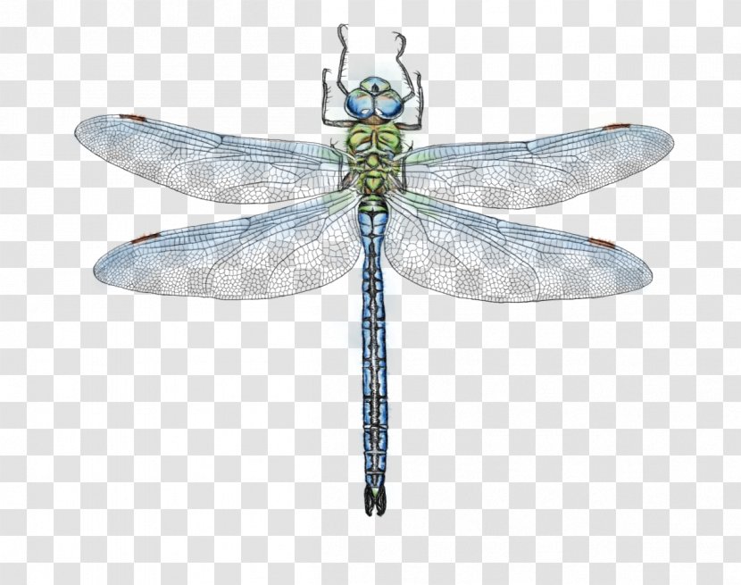 Dragonfly Insect Dragonflies And Damseflies Net-winged Insects Damselfly - Wet Ink - Membranewinged Wing Transparent PNG