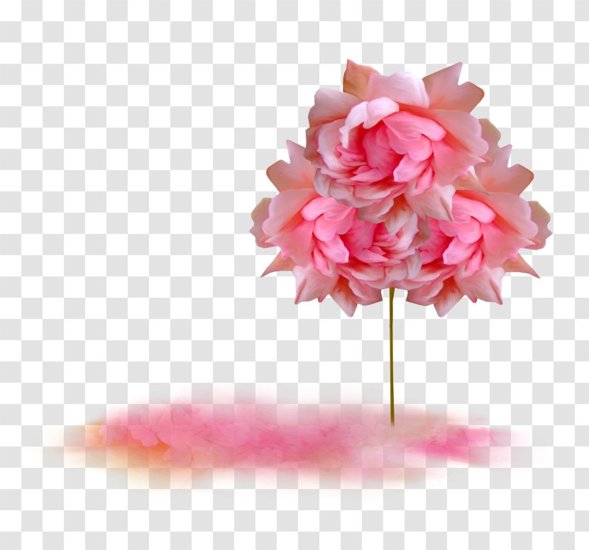 Garden Roses Mecca Pink Flowers - Floristry - Flower Transparent PNG