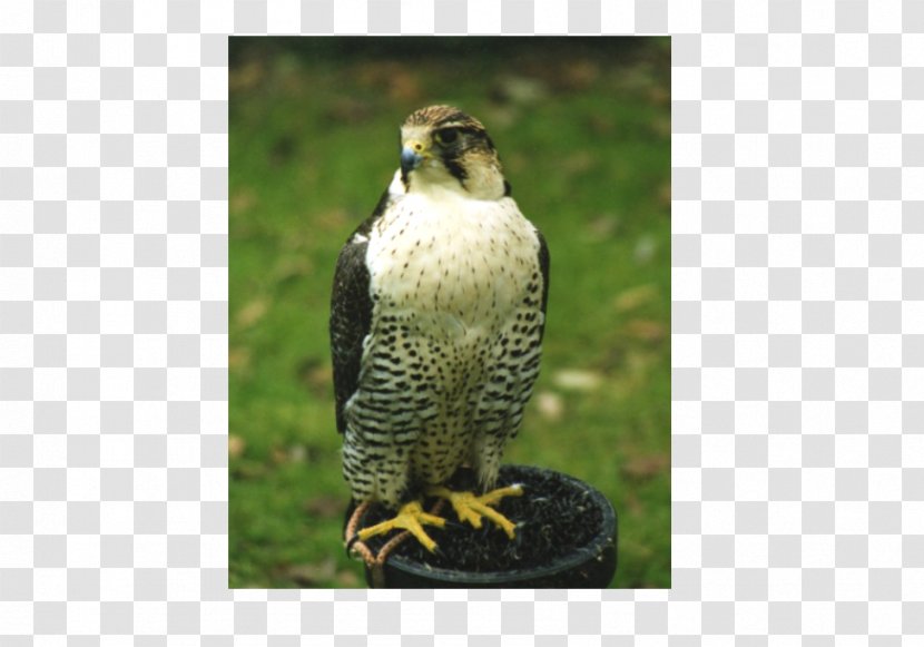 Welsh Hawking Centre Falconry Buzzard - Falcon Transparent PNG