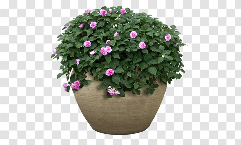 Flowerpot Flower Garden Shrub - Plant Transparent PNG