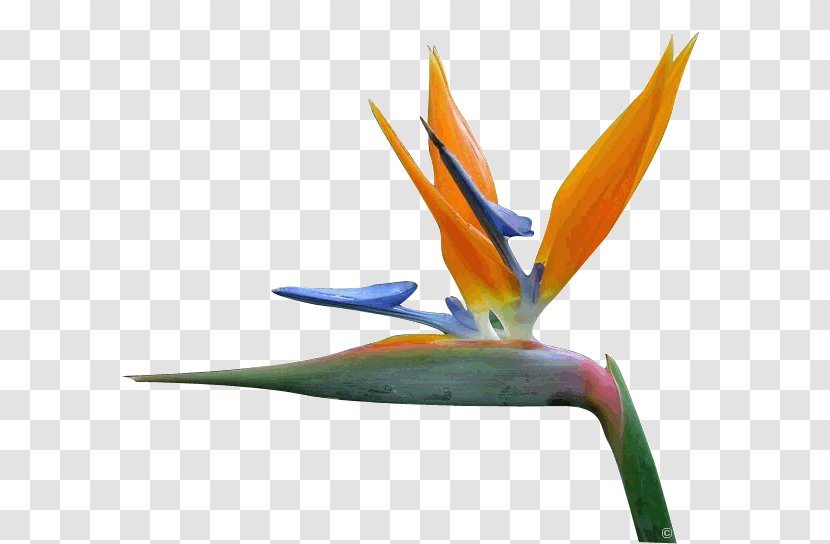 Bird Of Paradise Flower Petal Bird-of-paradise - Coreldraw Transparent PNG
