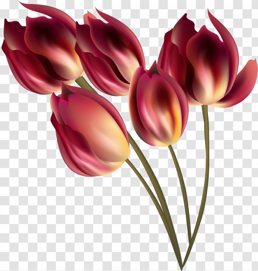 Tulip Flower Bouquet - Purple - Red Transparent PNG