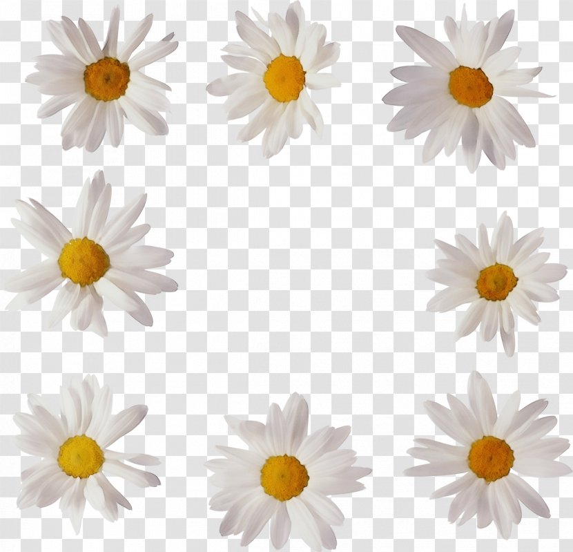 Flowers Background - Daisy Family - Wildflower Cut Transparent PNG