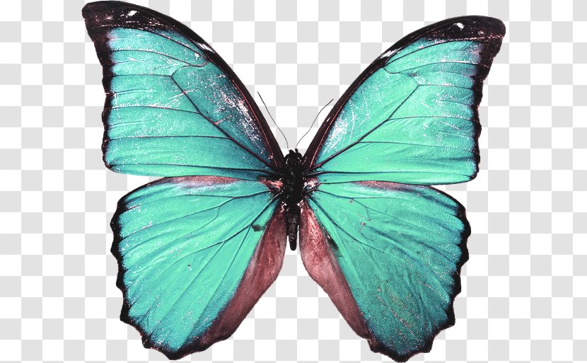 Butterfly Decorative Arts Design Poster - Wall Transparent PNG