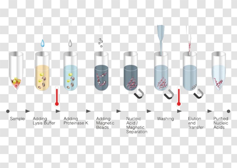 DNA Extraction Nucleic Acid RNA - Purification Transparent PNG