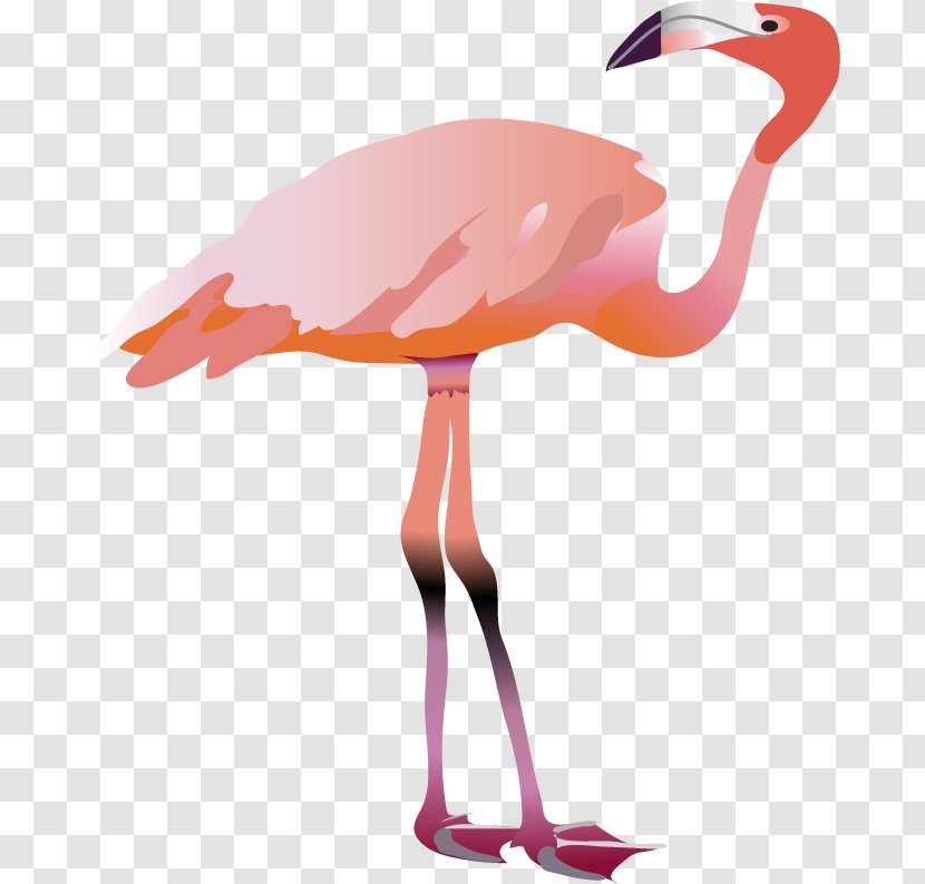 Water Bird Beak Flamingo Animal Transparent PNG