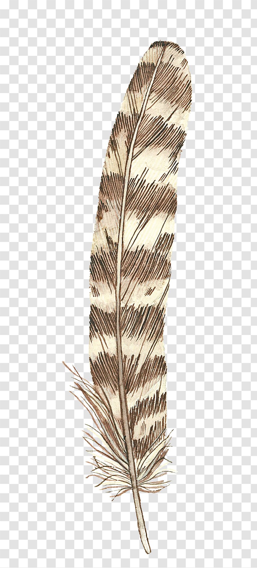 Feather Drawing - Quill - Brown Feathers Transparent PNG