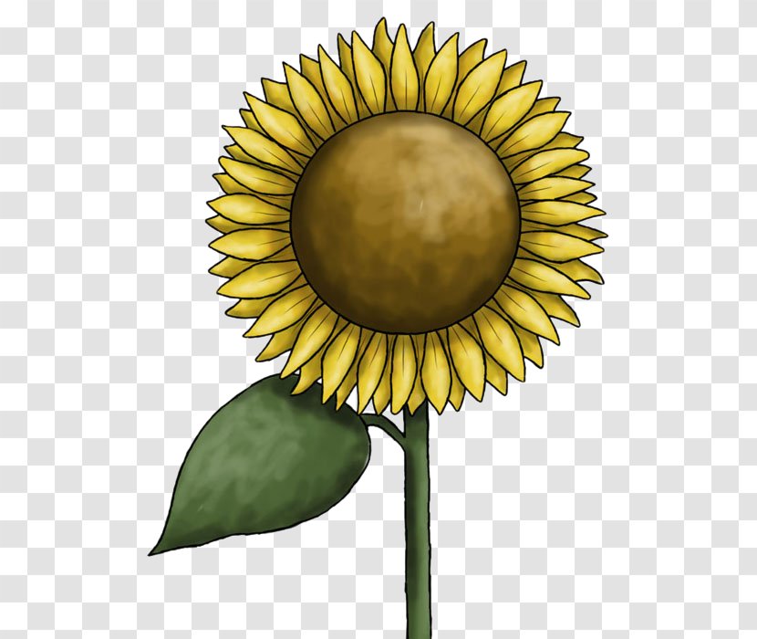 Common Sunflower Clip Art - Thumbnail - Sun Flower Transparent PNG