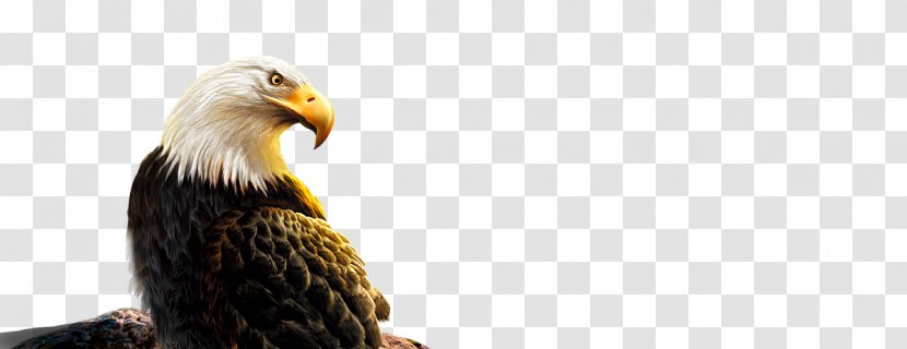 Bald Eagle Bird Stock Photography Beak Transparent PNG