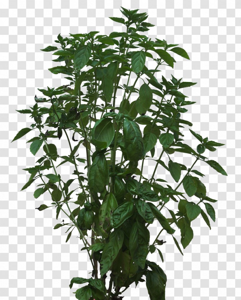 Plant Stem Shrub - Flowerpot Transparent PNG