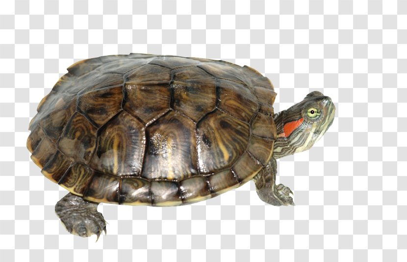 Red-eared Slider Turtle Yellow-bellied Reptile Pet - Box - Transparent Transparent PNG