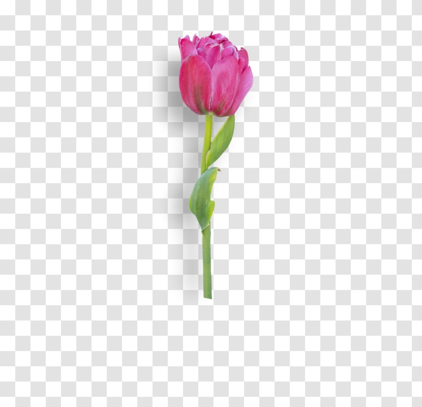 Garden Roses Tulip Cut Flowers Cabbage Rose Plant Stem - Symbol Transparent PNG
