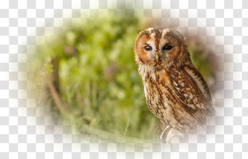 Tawny Owl Bird Desktop Wallpaper Cute Owls - Snowy Transparent PNG