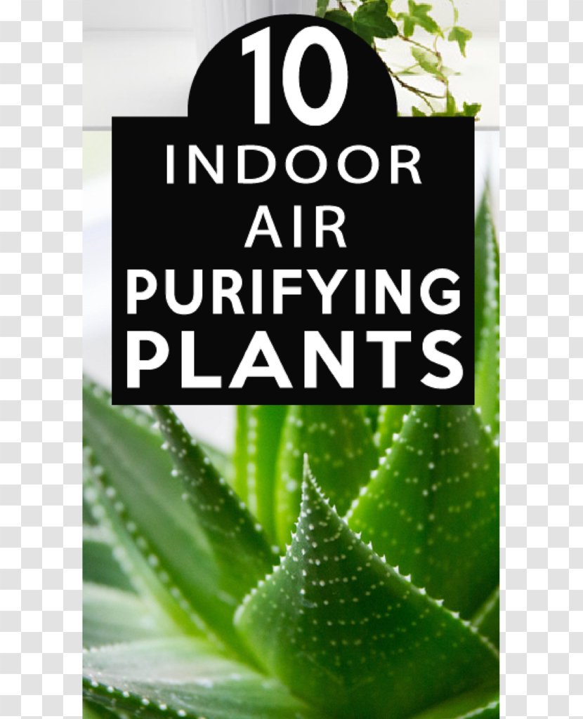 Houseplant Garden Succulent Plant Aloe Vera - Leaf - Air Transparent PNG