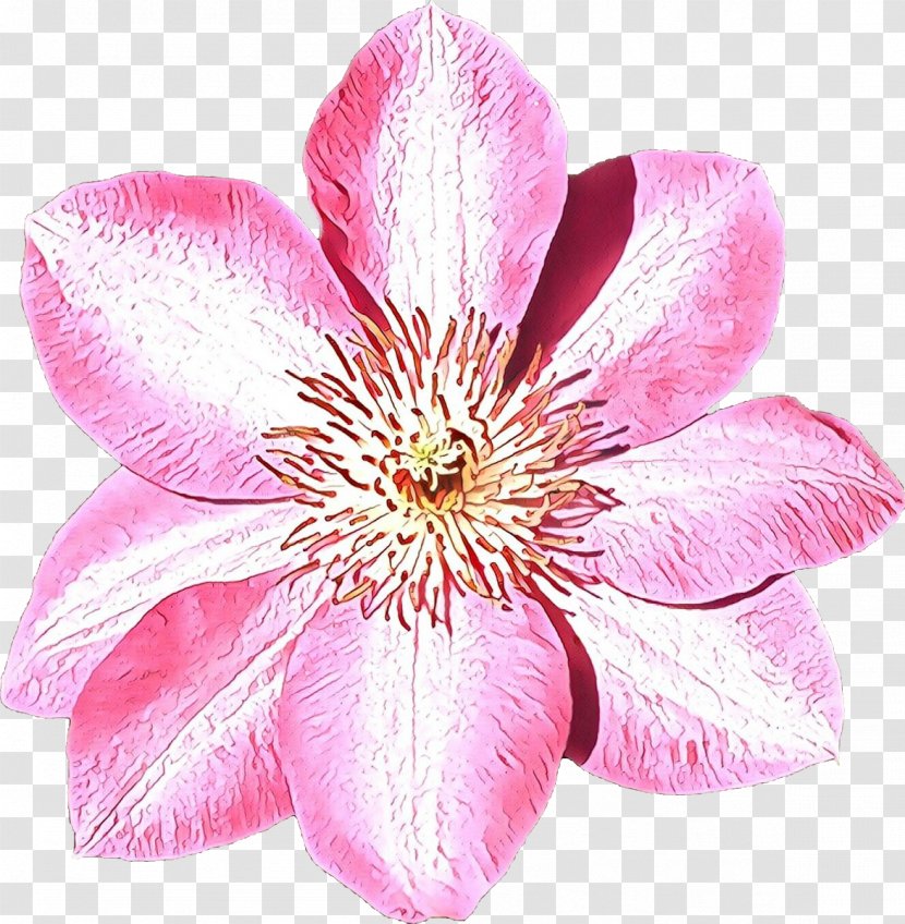 Flower Flowering Plant Petal Pink - Wildflower Clematis Transparent PNG